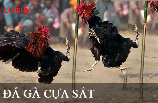 Trò chơi chọi gà cấp độ Sodo17 - Sodo17