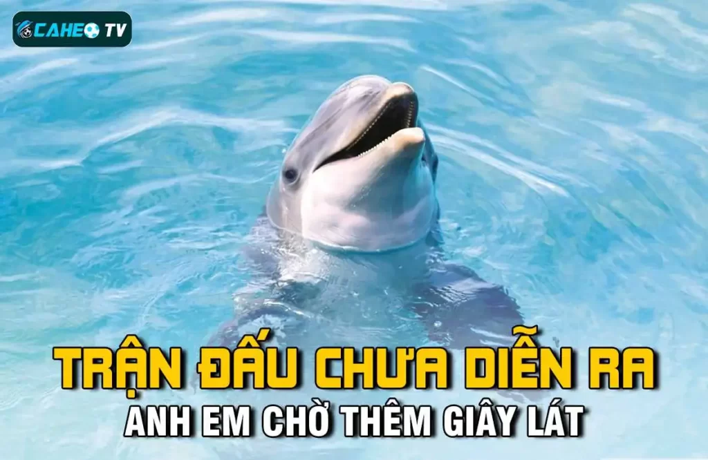Aw8 đã chia sẻ những mẹo chiến thắng Xoc Dia từ các người chơi chuyên nghiệp - Aw8